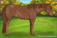 Horse Color:Chestnut Rabicano 