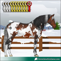 Horse Color:White Spotted Bay 