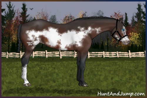 Horse Color:Bay Frame