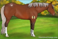 Horse Color:Silver Brown Appaloosa 