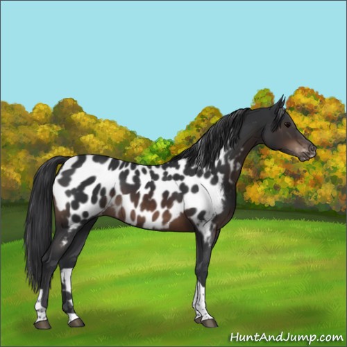 Horse Color:Brown Tobiano Appaloosa 