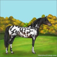 Horse Color:Brown Tobiano Appaloosa 