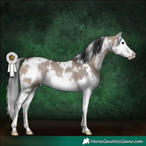 Horse Color:White Spotted Brown Dun Splash 
