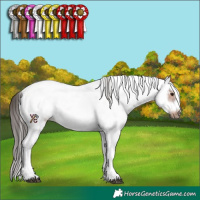 Horse Color:Bay Sabino Frame Rabicano 