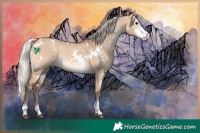 Horse Color:White Spotted Silver Bay Dun Sabino Rabicano