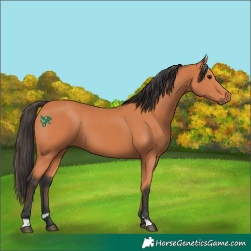 Horse Color:Bay Sabino 