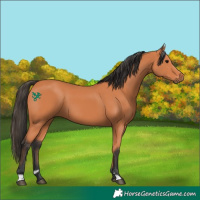 Horse Color:Bay Sabino 