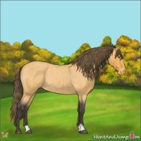 Horse Color:Buckskin Roan Varnish Rabicano
