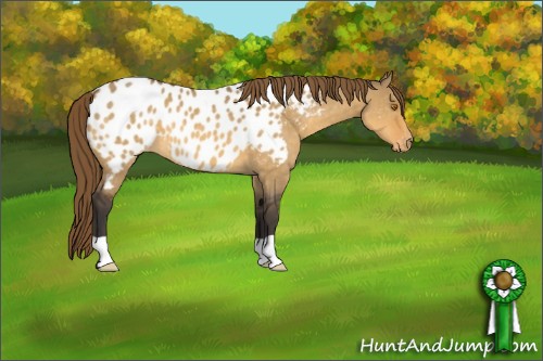 Horse Color:Buckskin Dun Appaloosa 