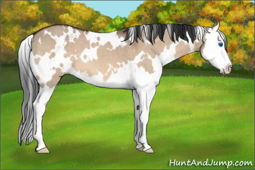 Horse Color:White Spotted Brown Dun Splash 