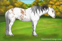 Horse Color:Bay Sabino 