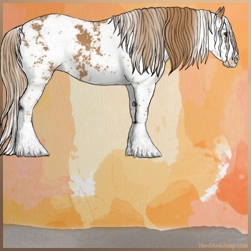 Horse Color:Chestnut Sabino 