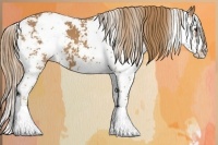 Horse Color:Chestnut Sabino 