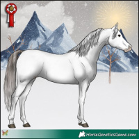 Horse Color:Brown Appaloosa 