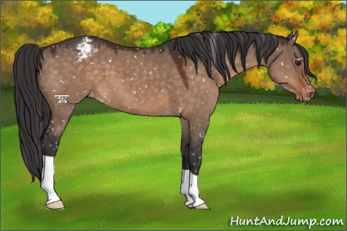 Horse Color:Brown Dun Appaloosa