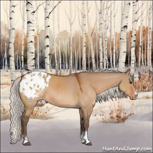 Horse Color:Silver Brown Dun Sabino Blanket Rabicano 