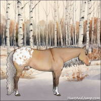 Horse Color:Silver Brown Dun Sabino Appaloosa Rabicano
