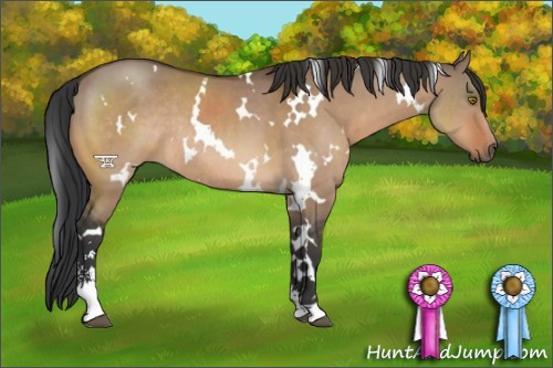 Horse Color:White Spotted Brown Dun Sabino Rabicano 