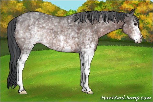 Horse Color:Platinum White Spotted Bay 