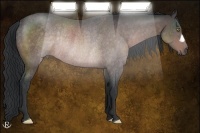 Horse Color:Platinum Brown Rabicano 