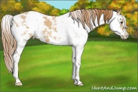 Horse Color:Red Dun Sabino 