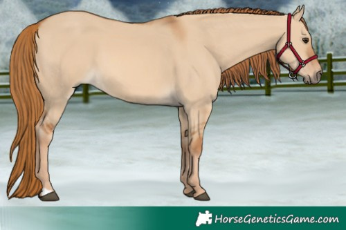 Horse Color:Red Dun 