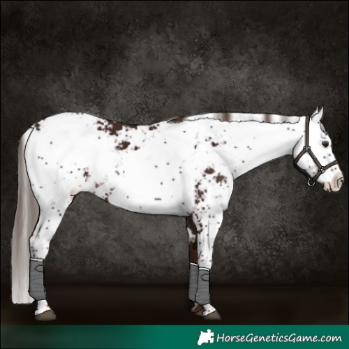 Horse Color:Liver Chestnut Sabino 