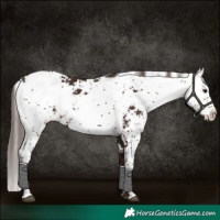 Horse Color:Liver Chestnut Sabino 