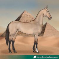 Horse Color:Bay Dun 