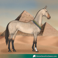 Horse Color:Bay Dun 