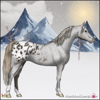 Horse Color:Smoky Black Appaloosa