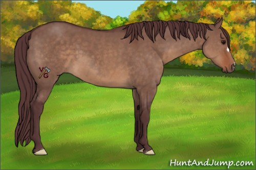 Horse Color:Chocolate Brown Dun 