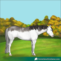 Horse Color:Smoky Grullo Sabino Splash Rabicano 