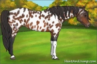 Horse Color:Bay Tobiano Near Leopard 