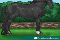Horse Color:Black 