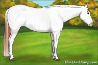 Horse Color:White Spotted Bay Dun Appaloosa Rabicano 
