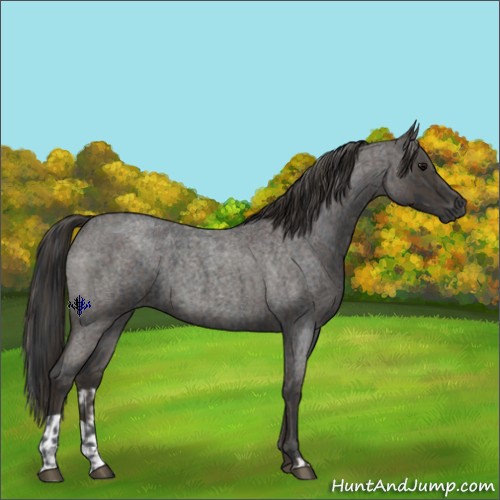 Horse Color:Blue Roan and Smoky Blue Roan