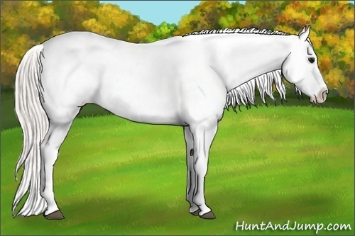 Horse Color:Silver Grullo Varnish Rabicano 