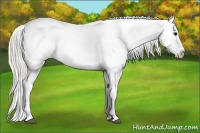 Horse Color:Silver Grullo Appaloosa Rabicano 