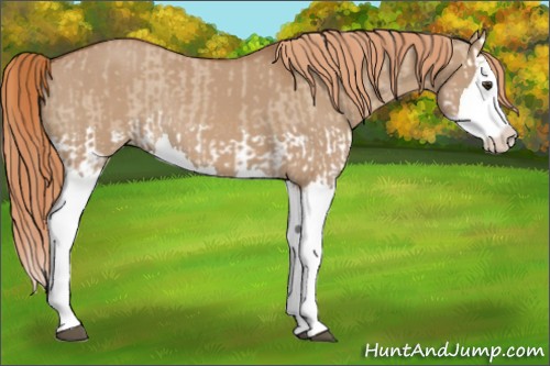 Horse Color:Red Dun Splash and Red Dun Splash Rabicano