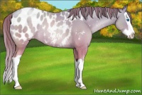 Horse Color:Chocolate Amber Champagne Pearl Splash Blanket Rabicano 