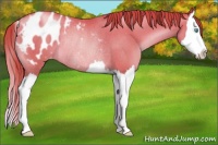 Horse Color:Chocolate Buckskin Pearl Splash Blanket Rabicano 
