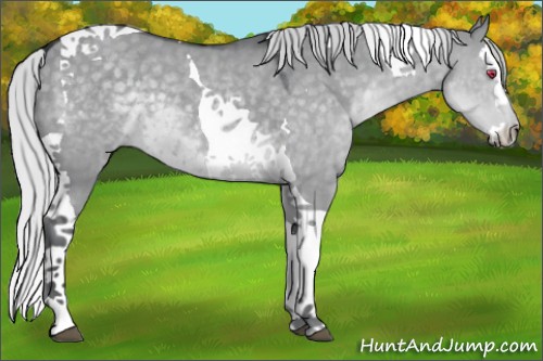 Horse Color:Silver Grullo Chinchilla Splash Tobiano 