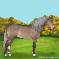 Horse Color:Silver Bay Dun Mushroom 