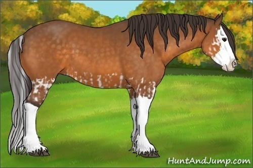 Horse Color:Buckskin Splash and Buckskin Splash