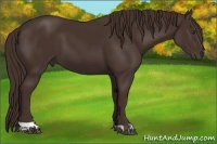 Horse Color:Liver Chestnut  and Liver Chestnut 