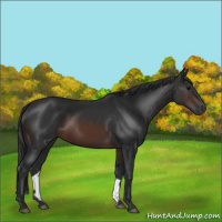 Horse Color:Brown 
