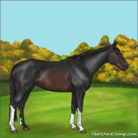 Horse Color:Brown 