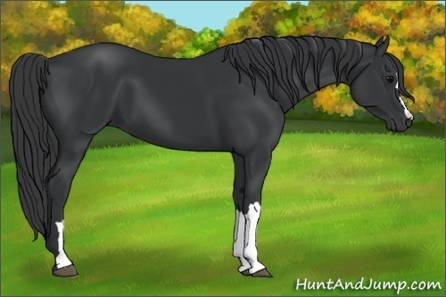 Horse Color:Black 