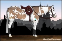 Horse Color:White Spotted Bay Dun Splash